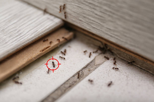 Best Pest Control for Restaurants  in Bloomingburg, OH